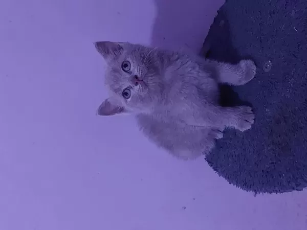 Kalite Bizde Güven Bizde Showroom Cins Kediler