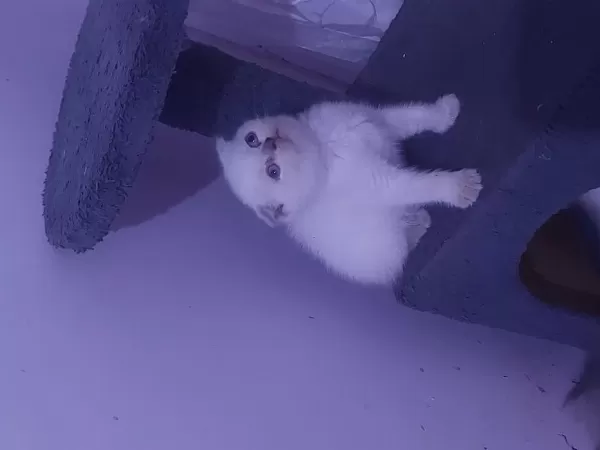 Kalite Bizde Güven Bizde Showroom Cins Kediler