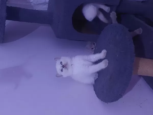 Kalite Bizde Güven Bizde Showroom Cins Kediler