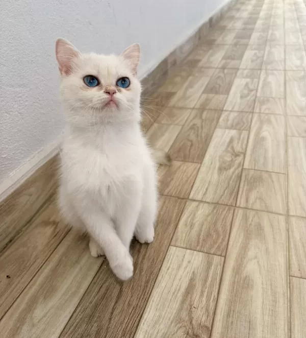 Safkan Deniz Gözlü British Shorthair Dişimiz