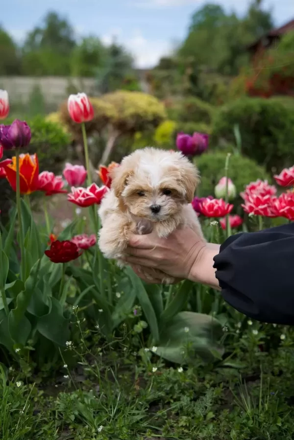 Kore Teacup Maltipoo Yavrular