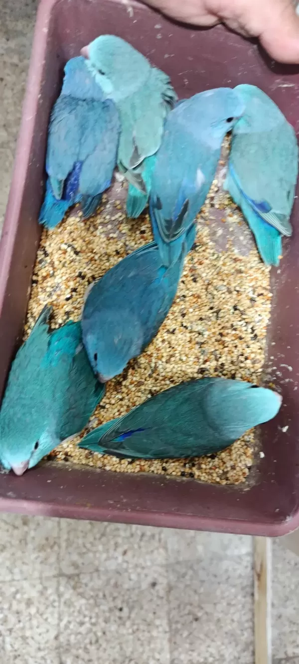 Cep Papağanı Bebekler