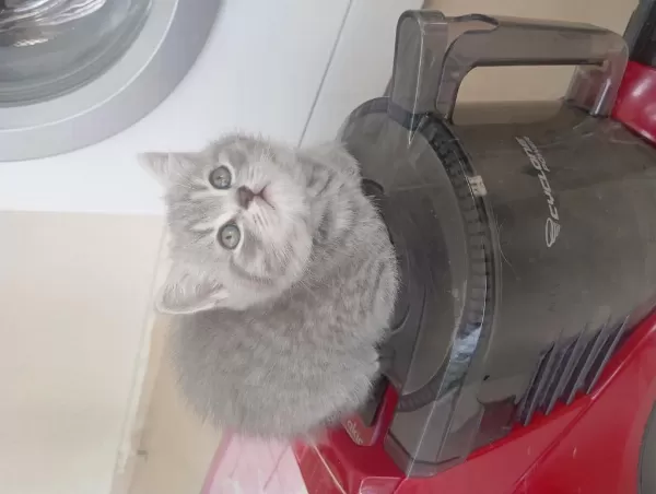 Yeni Yuvalarina Hazir Yaramaz Dişi Kediler