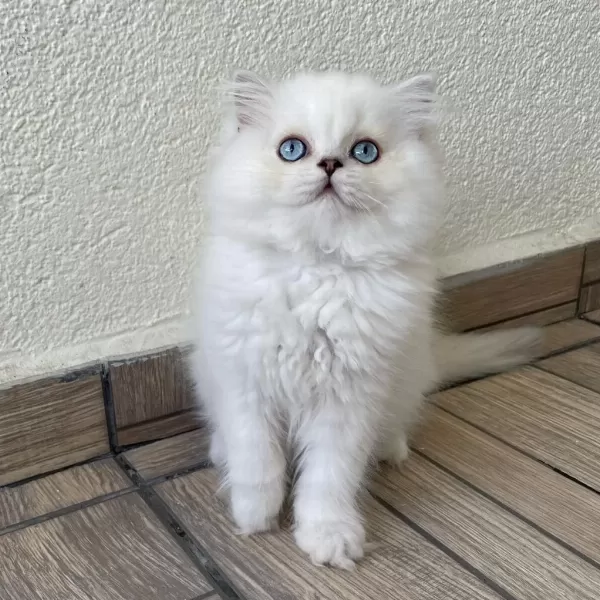 Minik Sevimli Ayıcık British Longhair Oğlum