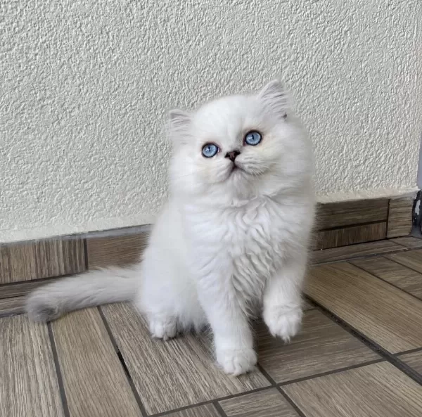 Minik Sevimli Ayıcık British Longhair Oğlum