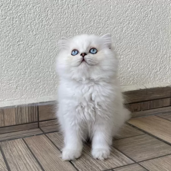 Minik Sevimli Ayıcık British Longhair Oğlum