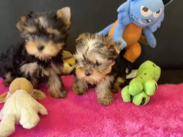 Wc Eğitimli Tea Cup Yorkshire Terrier Yavrularımız