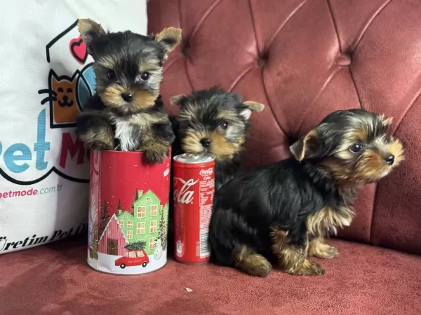 Wc Eğitimli Tea Cup Yorkshire Terrier Yavrularımız