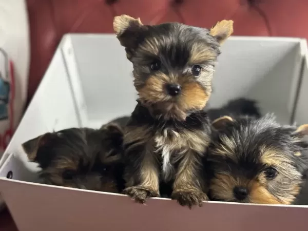 Wc Eğitimli Tea Cup Yorkshire Terrier Yavrularımız