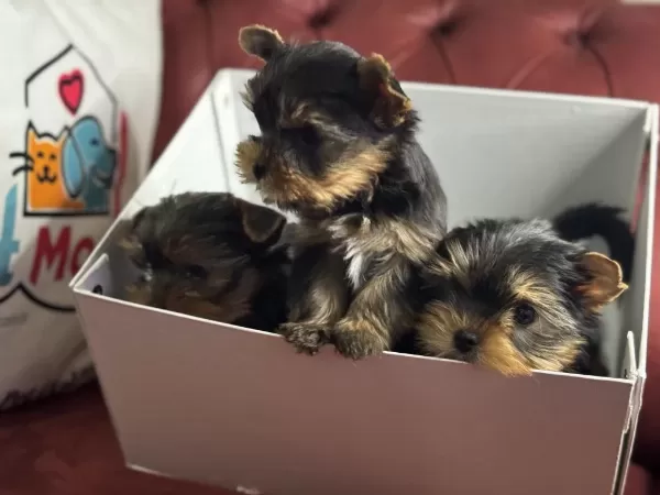 Wc Eğitimli Tea Cup Yorkshire Terrier Yavrularımız