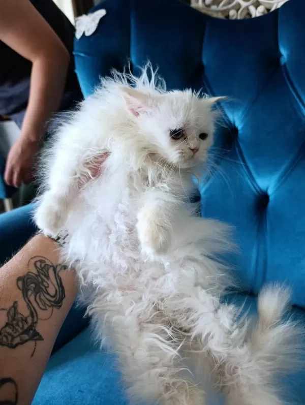 70 Günlük British Longhair