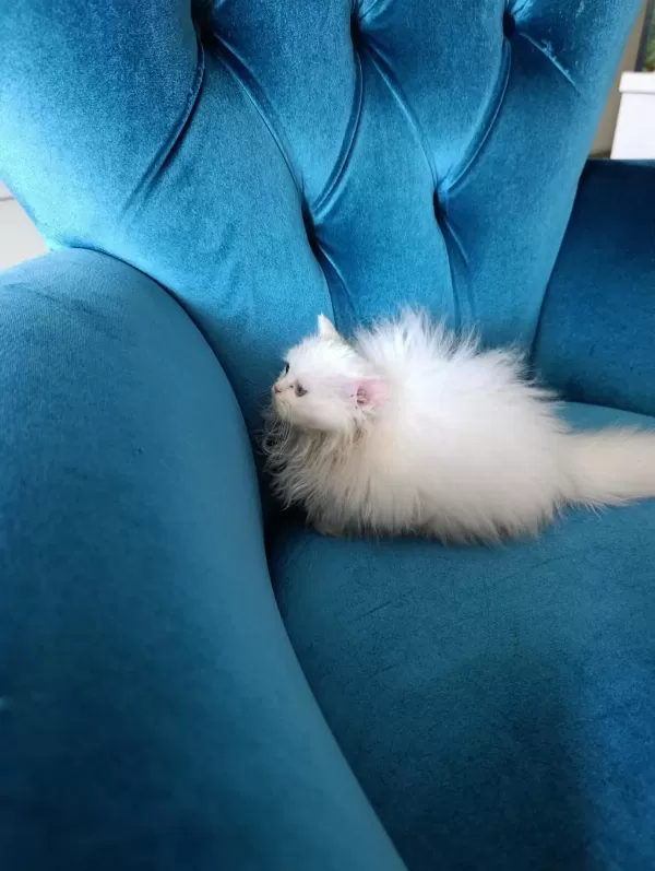 70 Günlük British Longhair