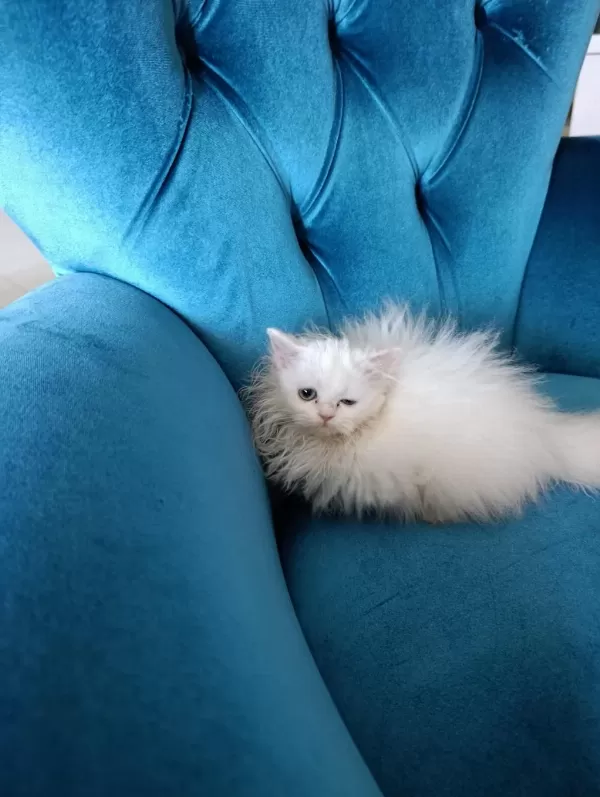 70 Günlük British Longhair