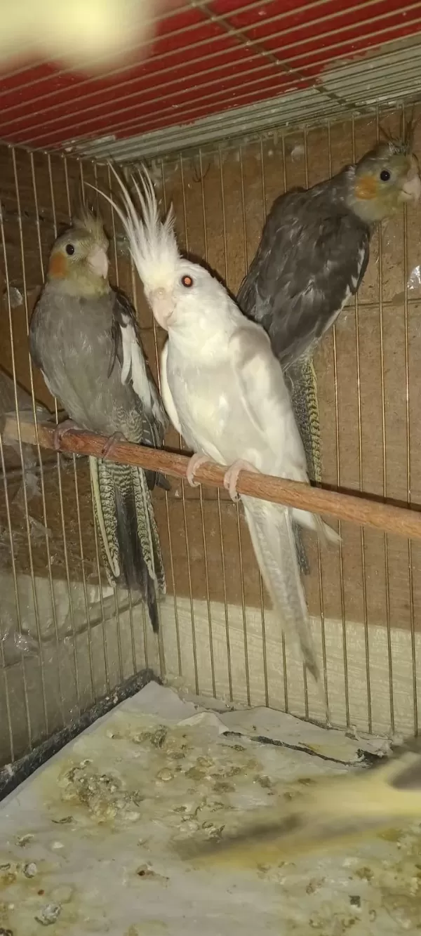 Taşincağimizdan Dolayi 10 Adet Sultan Papağani
