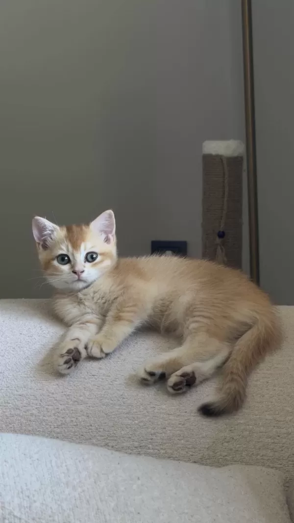 Özel Kürklü Golden British Shorthair Yavru