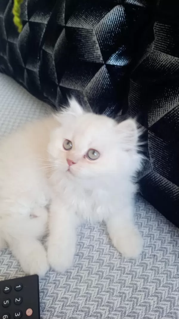 Erkek Saf Kanlı British Longhair 62 Günlük