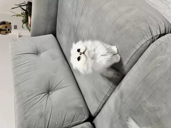 En Tatlı Scottish Fold Bebekler Biziz