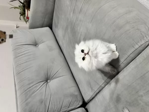 En Tatlı Scottish Fold Bebekler Biziz