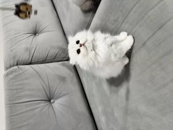 En Tatlı Scottish Fold Bebekler Biziz