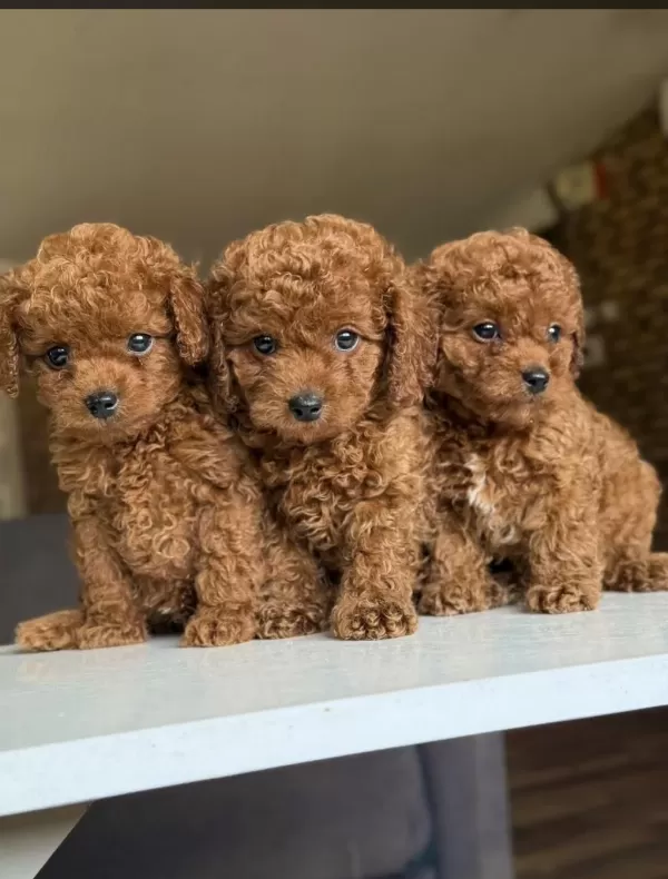 Harika Orjinal Toy Poodle