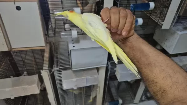 Yavru Lutino Sultan Papağanı