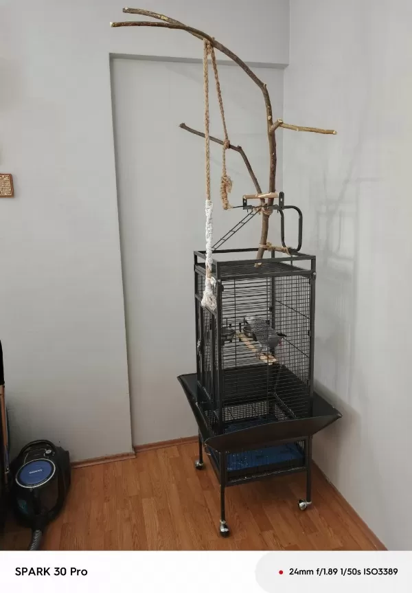 Sahiplendirilecek Jako Papağanı