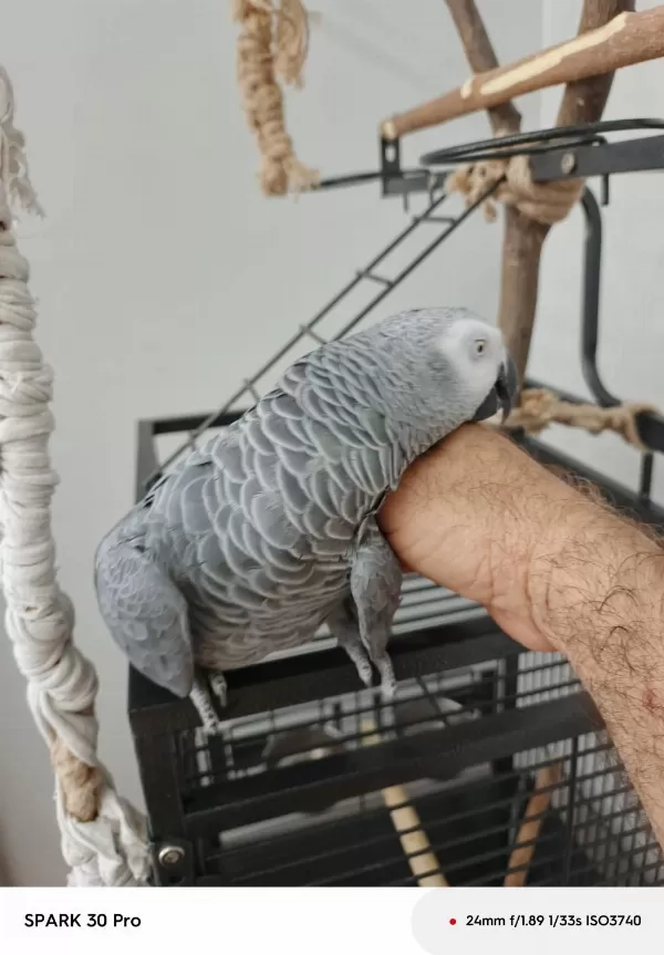 Sahiplendirilecek Jako Papağanı