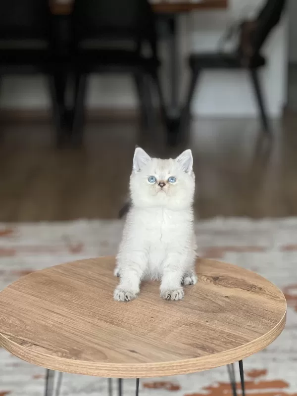 İnsan Canlisi Güzel Bebeğim British Shorthair Yavru