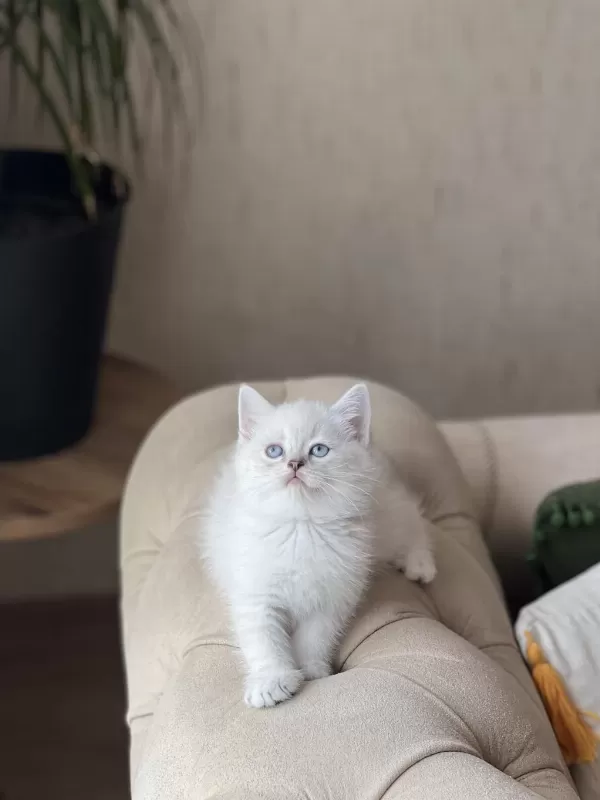 Hemen Teslim British Shorthair Yavrum