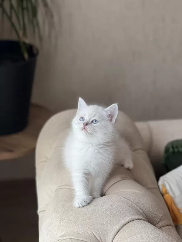 Hemen Teslim British Shorthair Yavrum