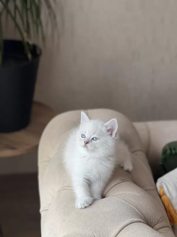 Hemen Teslim British Shorthair Yavrum