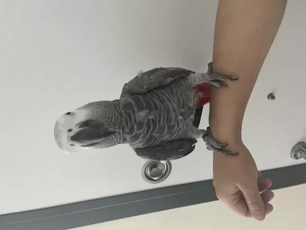 300 Kelime Konuşan Jako Papağanı