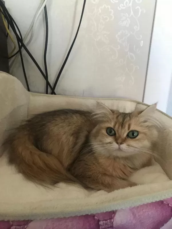 Güzel Kız Kedimiz Yuvasını Arıyor