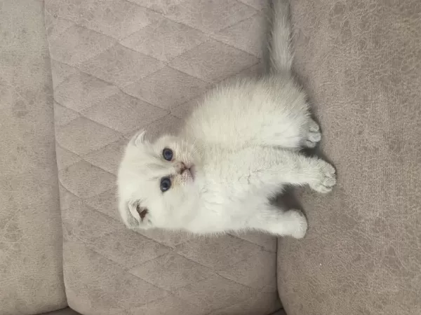 Birbirinden Güzel Scottish Fold Bebeklerim