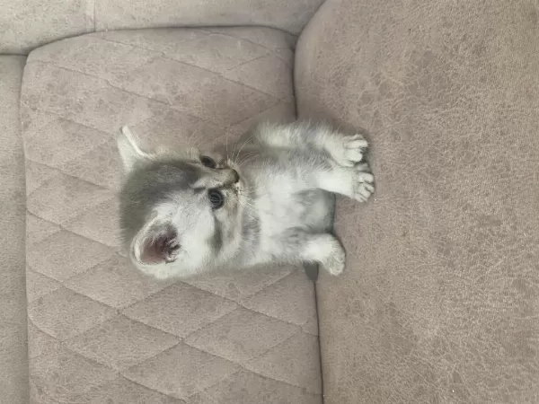 Birbirinden Güzel Scottish Fold Bebeklerim