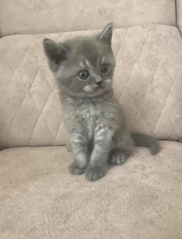 Birbirinden Güzel Scottish Fold Bebeklerim