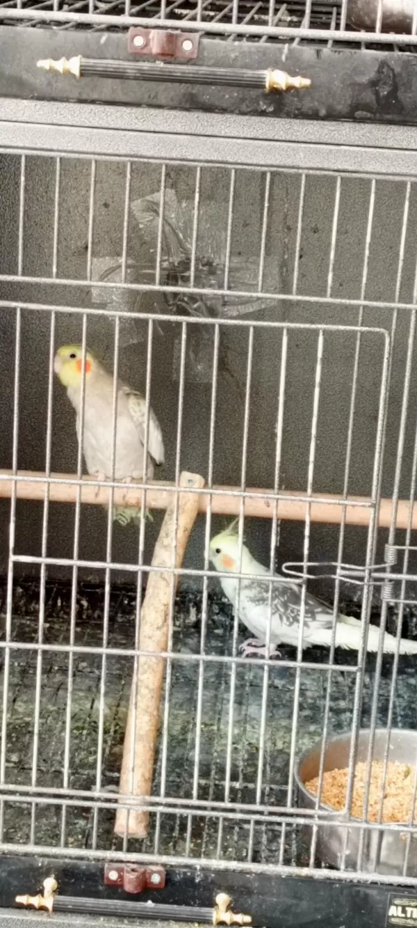 Sultan Papağanı Yeni Takım