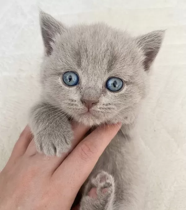 Dişi British Shorthair Yuva Arıyor