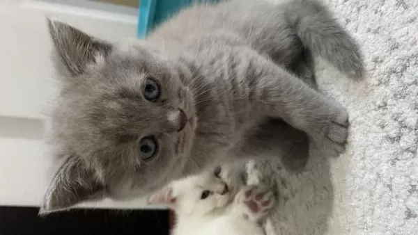 Dişi British Shorthair Yuva Arıyor