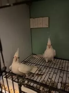 Kızgın Erkek Sultan Papağanları