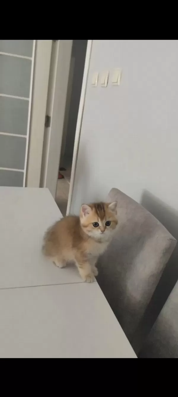 British Shorthair Ny25 Dişi