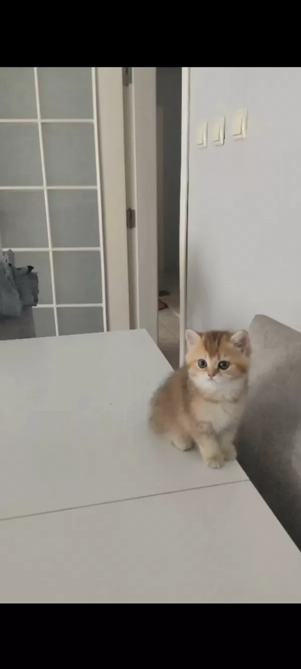 British Shorthair Ny25 Dişi