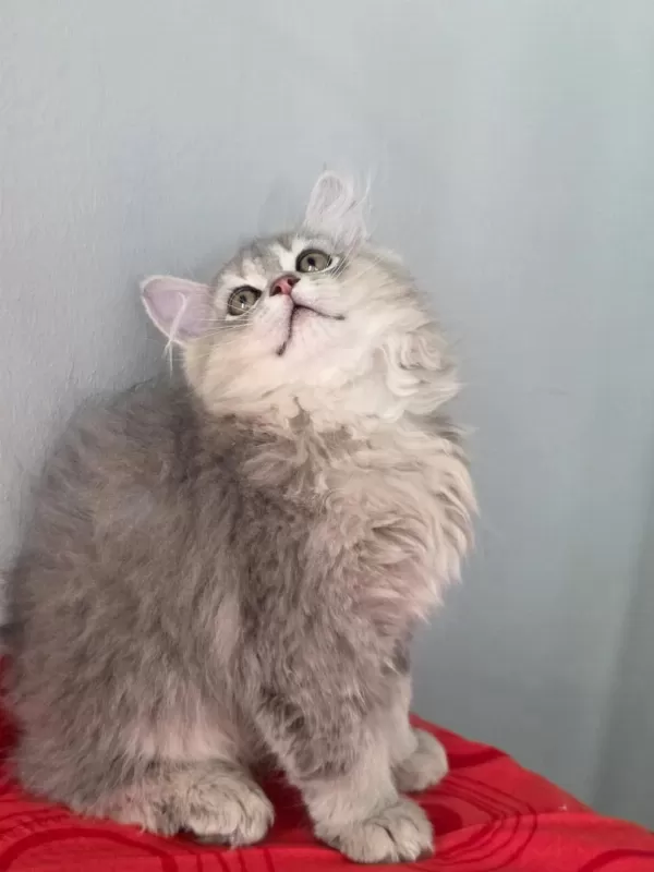 British Longhair Kedilerim