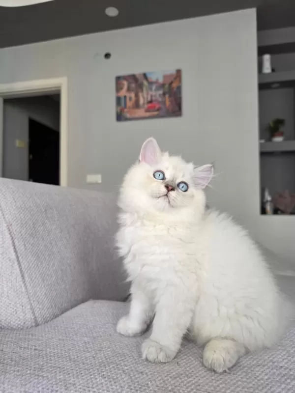 British Longhair Kedilerim