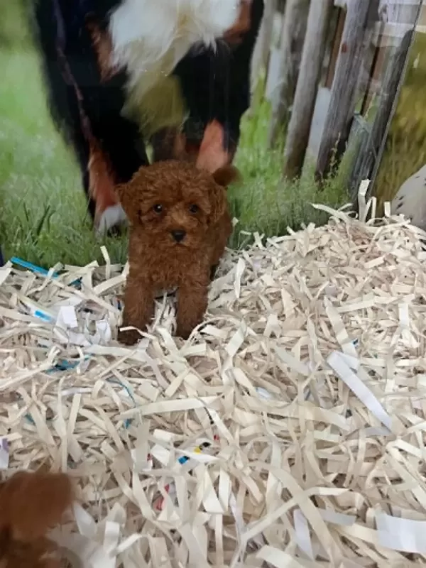 Biblo Güzelliğine Sahip Dark Red Brown Teacup Poodle
