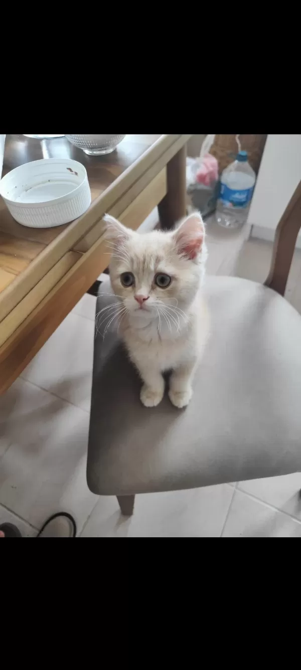 British Shorthair Krem Dişi Yavru