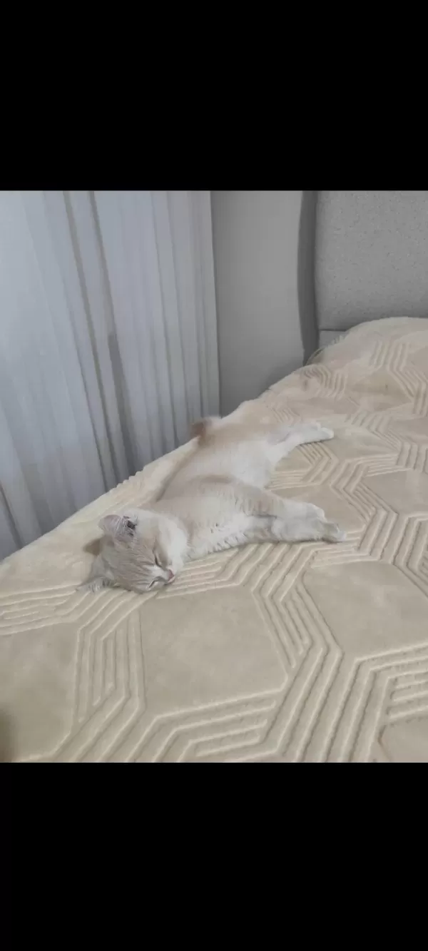 British Shorthair Krem Dişi Yavru