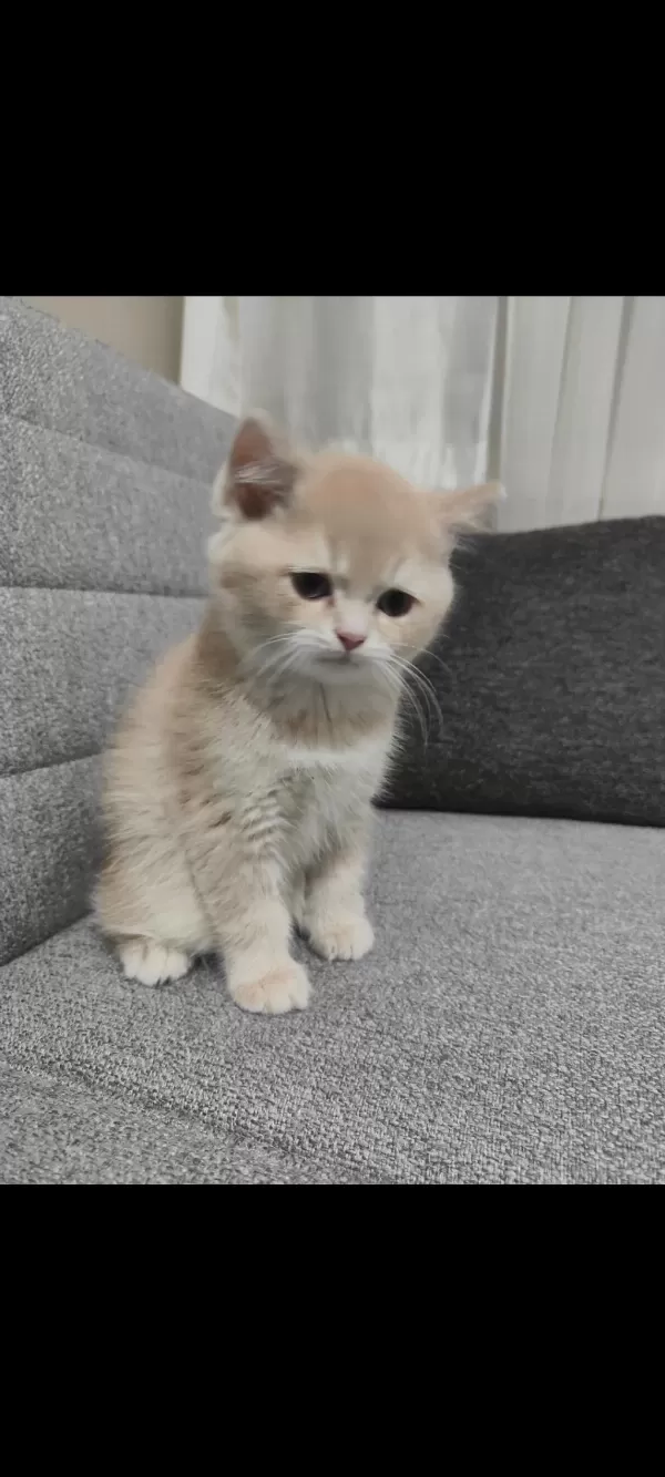 British Shorthair Krem Dişi Yavru