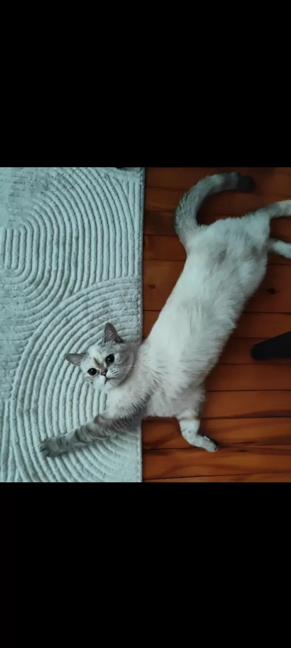 British Shorthair Krem Dişi Yavru
