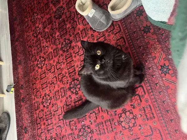 Yakışıklı British Shorthair Ateşimize Yuva